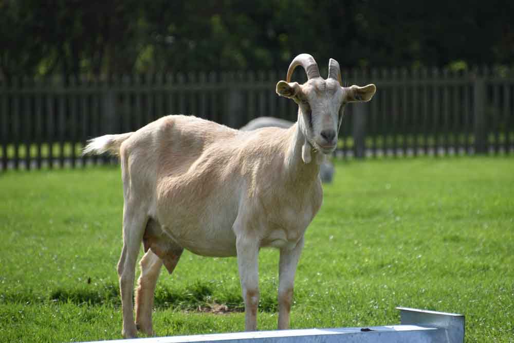 A goat or goats grazing in a field, to visually represent the source of the goat's milk used in the soap.